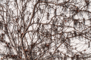 Obraz premium a plastered wall grown with climbing vine
