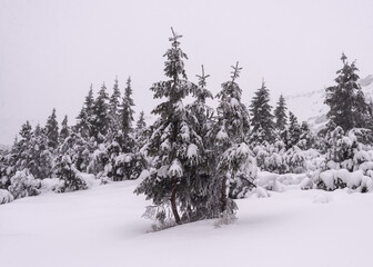 Trees covered with snow after a snowfall.