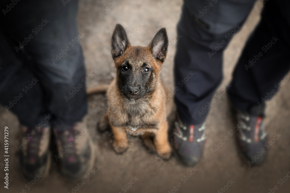 Wall mural Young puppy belgian shepherd malinois