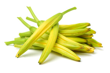 Daylily on white background