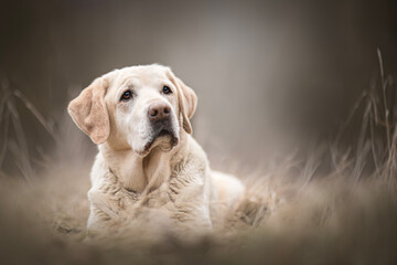 old labrador retriever dog photo portrait