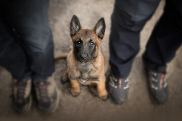 Young puppy belgian shepherd malinois