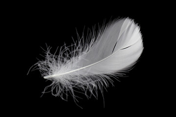 Single soft and light feather isolated on black background.