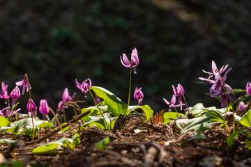 春の陽光を浴びるカタクリの花