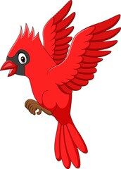 Cartoon cardinal bird flying on white background
