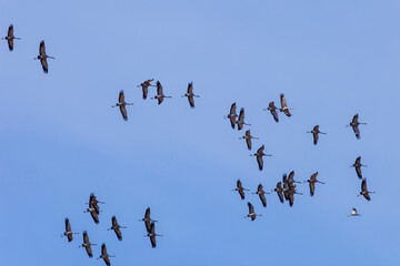 Flying cranes on a blue sky at spring