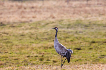 Obraz na płótnie Canvas Lonely crane standing on a meadow in spring