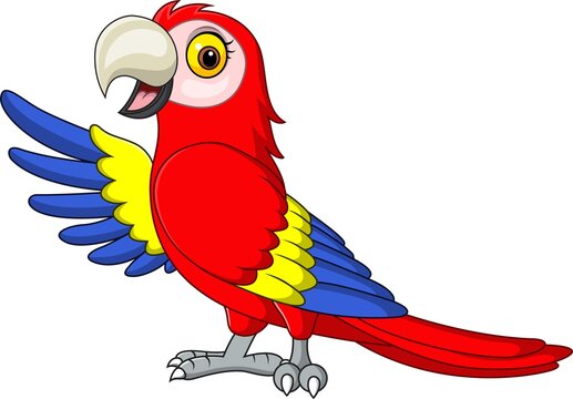 Cartoon funny macaw presenting on white background