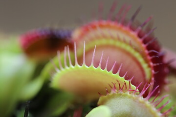 Venus flytrap (Dionaea muscipula) close-up on blurred background.Carnivorous plants.Indoor flowers. Venus flytrap  flowers close-up