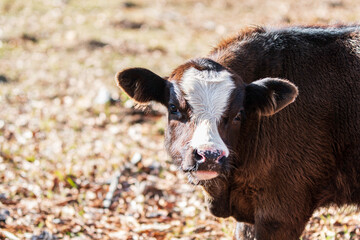 Fototapeta premium Cute Angus crossbred calf with negative space