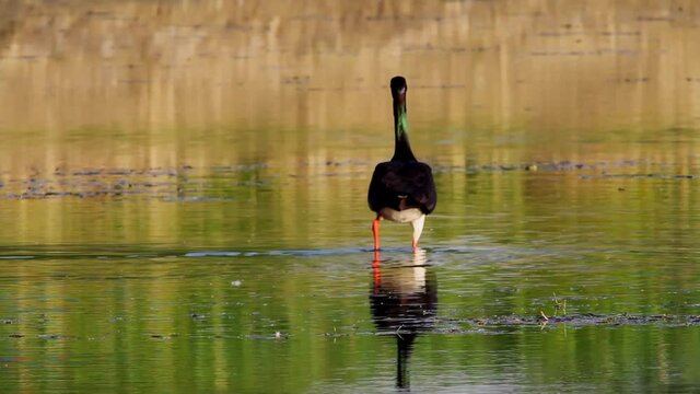 The black stork from wetland in Crna Mlaka, Croatia