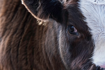 Extreme close up of cute black baldy calf