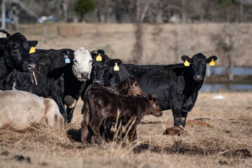 Focus on black baldy in group of cows and calves