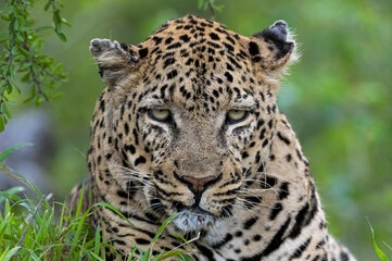 The Leopard Stare