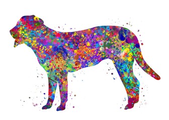 Swiss Mountain Dog watercolor, abstract painting. Watercolor illustration rainbow, colorful, decoration wall art.	