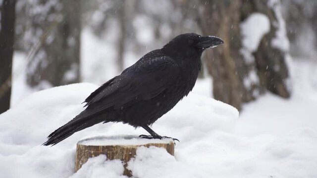 Winter. Crows found bone in the snow and peck at it.