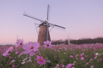 日本の秋 絶景 コスモス畑 風車 千葉県 佐倉市 絶景 お花 佐倉ふるさと広場