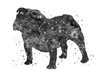 British bulldog Dog black and white watercolor, abstract painting. Watercolor illustration rainbow, colorful, decoration wall art.