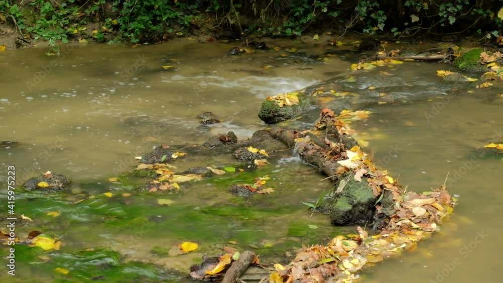 Sticker Flowing stream in autumn forest. Real time shot