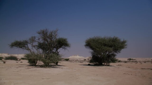 Wide shot of two trees in Zekreet desert in Qatar with a rocks in the background.