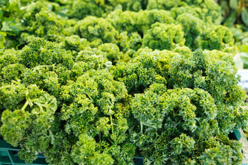 fullscreen view on parsley