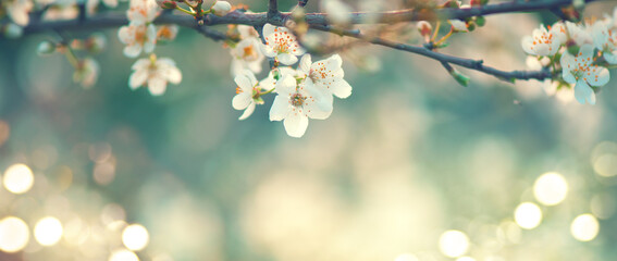Spring blossom background. Beautiful nature scene with blooming tree and sun flare. Sunny day. Spring flowers. Beautiful Orchard. Abstract blurred background. Cherry or sakura blossoms. Springtime.  - obrazy, fototapety, plakaty