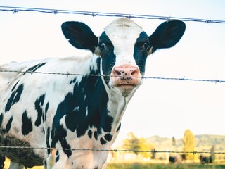 A Beautiful Cow