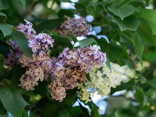 Purple lilac flower, bloom in the garden in spring, closeup with selective focus