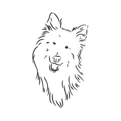 Dog Rough Collie isolated on White background. Vector illustration. collie, vector sketch on a white background