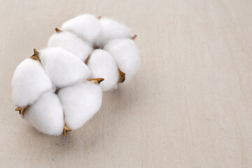 Cotton flowers on a light background.
