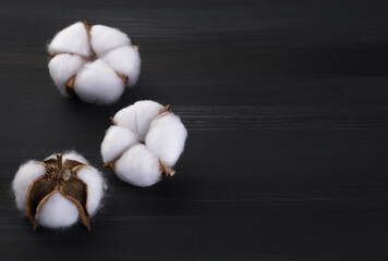 Cotton flowers on a dark background.