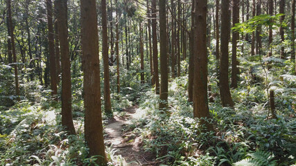 Fototapeta premium 屋久島 猿川ガジュマル 屋久杉 国立公園 鹿児島