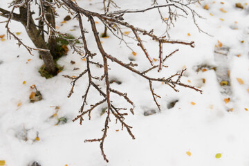 ветки дерева во льду после ледяной дождь