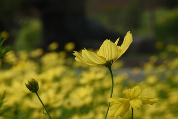 yellow flower backlit closeup 