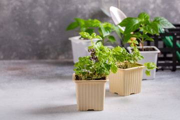 Young plants of basil in pots. Spring seedlings. Gardening concept, springtime.
