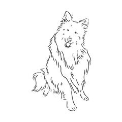 Dog Rough Collie isolated on White background. Vector illustration. collie, vector sketch on a white background