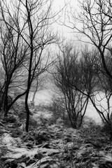 Fototapeta na wymiar Trees covered by snow in winter