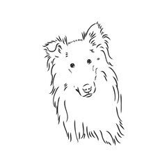Dog Rough Collie isolated on White background. Vector illustration. collie, vector sketch on a white background