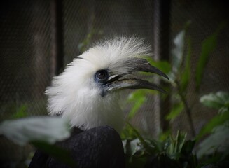 close up white feather bird