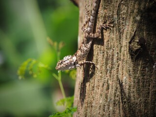 lizard on tree