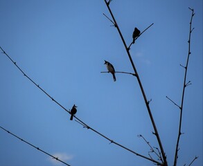 3 birds pearched