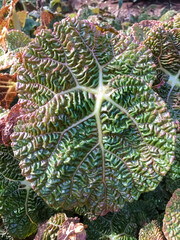 Bizarre begonia leaf close up. Selective focus