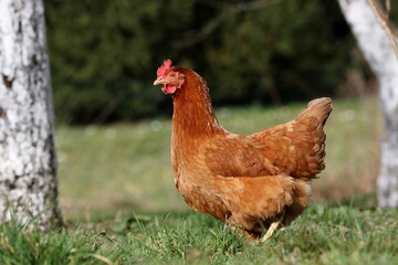 rooster in the farm