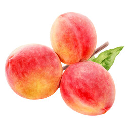 Peaches watercolor illustration isolated on white background