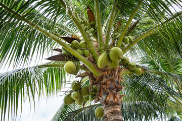 Coconut cluster on a coconut palm with light sky background