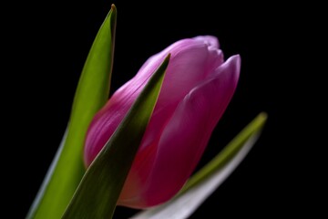 Naklejka premium Beautiful tulip flower spring bouquet. freshness background