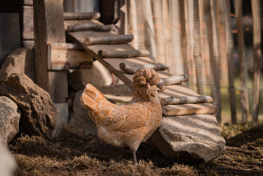 Paduanerhuhn vor dem H&uuml;hnerstall