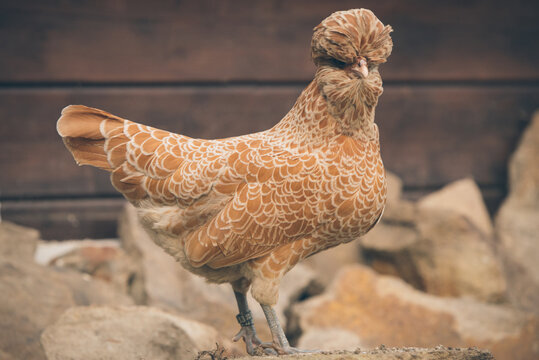 Paduanerhuhn vor dem H&uuml;hnerstall