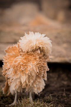 gestrupptes Paduaner Huhn