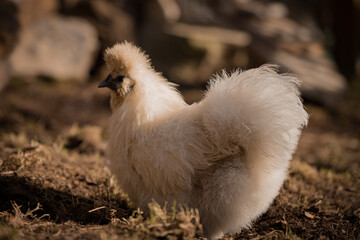 Seidenhuhn im Auslauf